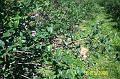 100_2464 (Copier)